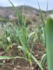 高山0农药蔬菜盲盒 商品缩略图3