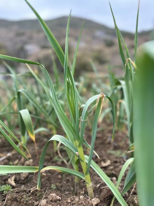 高山0农药蔬菜盲盒 商品图3