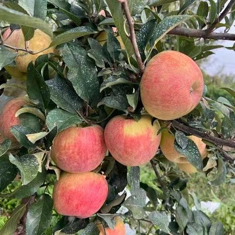 烟台生态满满苹果 | 合作生产 | 基地直发*Ecological abundance of apples 商品图2