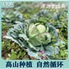 高山0农药蔬菜盲盒 商品缩略图0