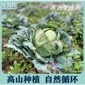 高山0农药蔬菜盲盒