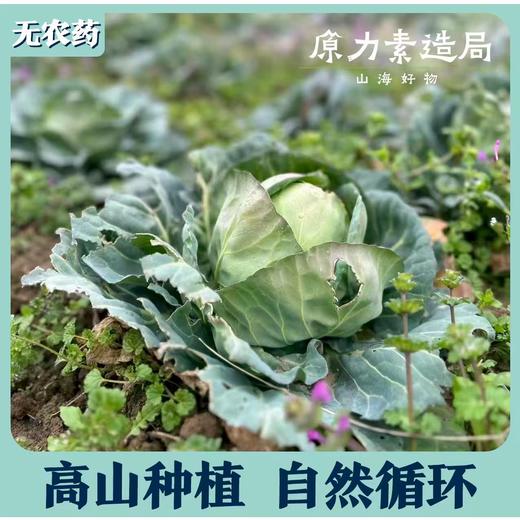 高山0农药蔬菜盲盒 商品图0