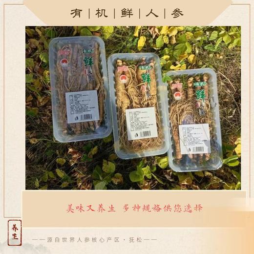 热卖中！！2025新鲜上市！长白山脉核心产区抚松有机鲜人参 商品图3