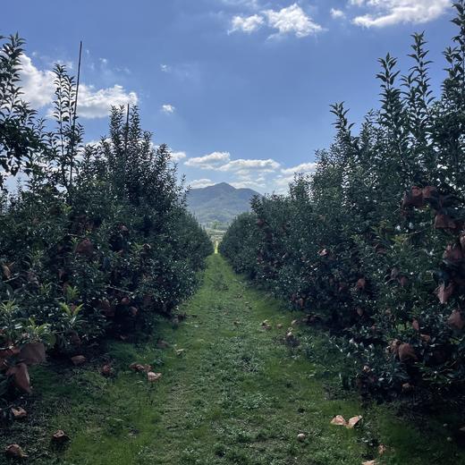 现摘现发【黄金维纳斯苹果】 原生态不打蜡，脆甜多汁，自带苹果香气 商品图4