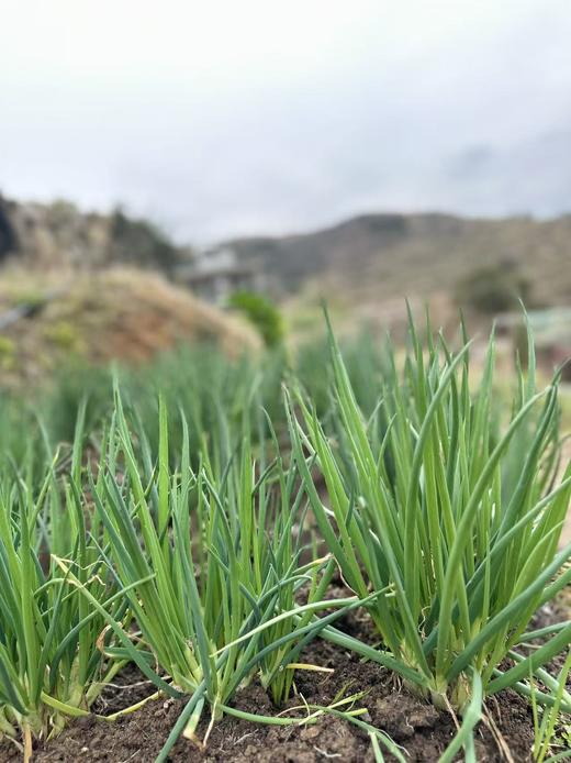 高山0农药蔬菜盲盒 商品图8