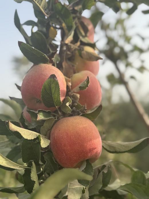 【新疆香妃苹果】一口沦陷！苹果中的“香奈儿”！脆甜多汁，皮薄肉嫩，无打蜡，无添加，每一口都是阳光的味道 商品图5