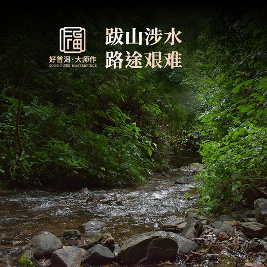 云鼎昌【一扇磨】202年云南普洱生茶易武茶区一扇磨古300茶树200g/饼 商品图4