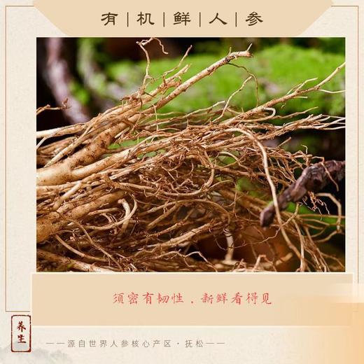 热卖中！！2025新鲜上市！长白山脉核心产区抚松有机鲜人参 商品图2