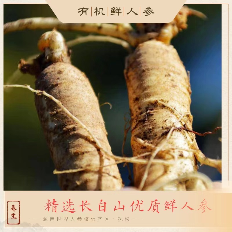 热卖中！！2025新鲜上市！长白山脉核心产区抚松有机鲜人参