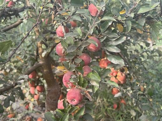 【新疆香妃苹果】一口沦陷！苹果中的“香奈儿”！脆甜多汁，皮薄肉嫩，无打蜡，无添加，每一口都是阳光的味道 商品图4