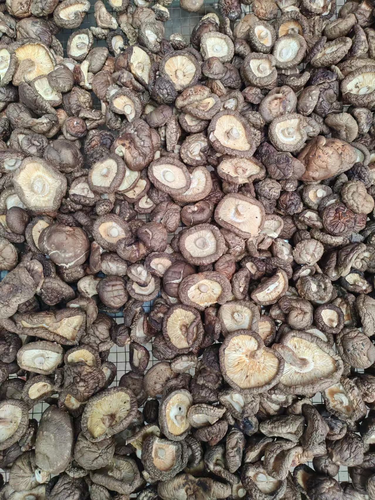 剪脚干菇  //  有机认证，2025年新菇，无农化种植，无熏硫，柴火烘烤，冷藏保存