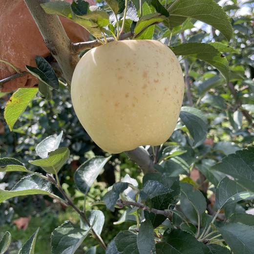 现摘现发【黄金维纳斯苹果】 原生态不打蜡，脆甜多汁，自带苹果香气 商品图3