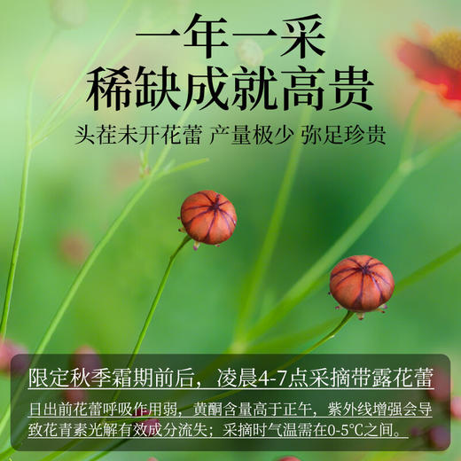 神农金康 雪菊蕾135g 原生态真滋补 喝护家人健康【密封罐】 商品图9