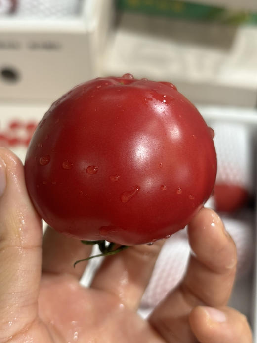 野番茄🍅味道浓郁鲜甜 回味超好！有机种植！有机水肥，做到0激素0残留，好吃更健康～ 商品图2