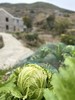 高山0农药蔬菜盲盒 商品缩略图7