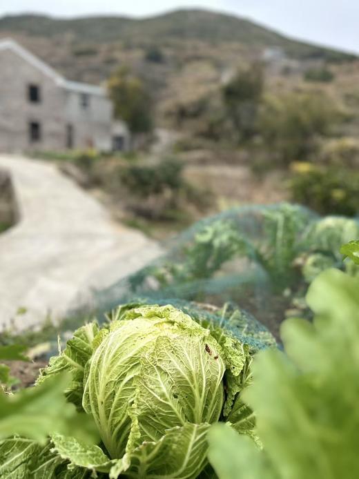 高山0农药蔬菜盲盒 商品图7