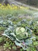 高山0农药蔬菜盲盒 商品缩略图6