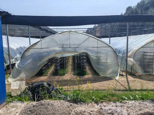 剪脚干菇  //  有机认证，2025年新菇，无农化种植，无熏硫，柴火烘烤，冷藏保存 商品图1