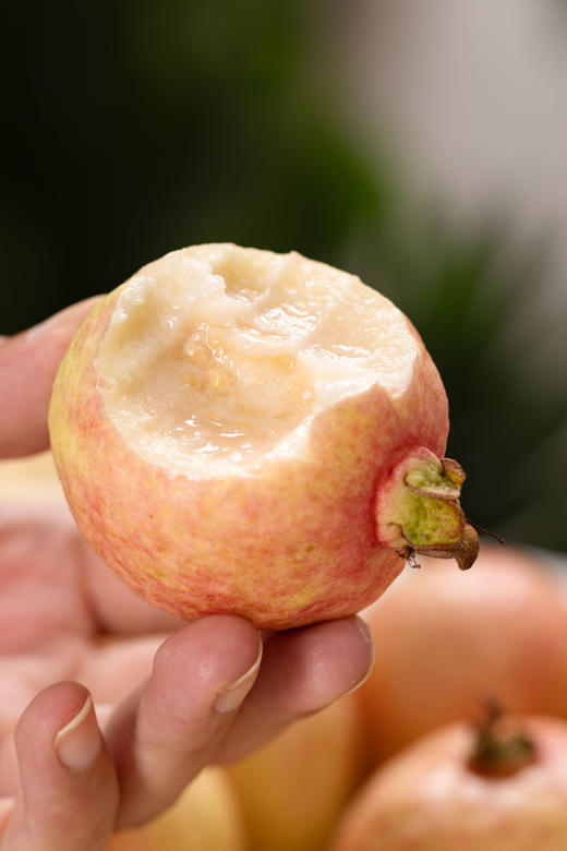 樱桃芭乐丨 比较娇嫩，树熟软糯，收到后及时放去冰箱冷藏，不要常温放。⭐️顺丰快递 商品图3