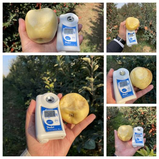 现摘现发【黄金维纳斯苹果】 原生态不打蜡，脆甜多汁，自带苹果香气 商品图5