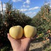 现摘现发【黄金维纳斯苹果】 原生态不打蜡，脆甜多汁，自带苹果香气 商品缩略图2