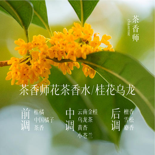茶香师桂花乌龙香水50ml 商品图2