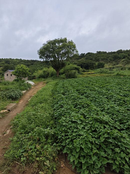 高山0农药蔬菜盲盒 商品图1