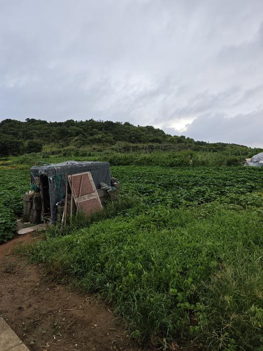 高山0农药蔬菜盲盒 商品图5