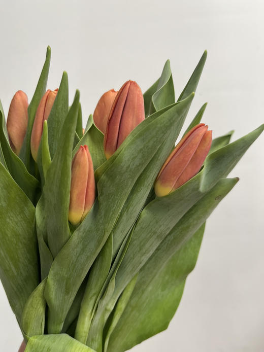 国产郁金香-【橙色】 商品图1