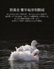 罗卡芙ROYALCOVER兰特森林匈牙利鹅绒春秋被813124632 商品缩略图1