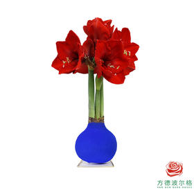 不用浇水的石蜡朱顶红种球！ 红花-天鹅湖