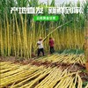 【现砍现发】云南黄金甘蔗脆甜多汁 商品缩略图6
