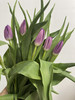 方德郁金香-【紫色】 商品缩略图1