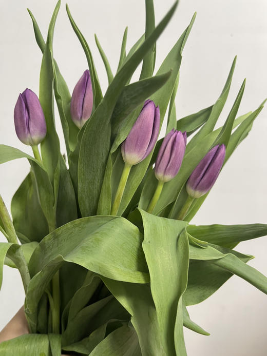 方德郁金香-【紫色】 商品图1