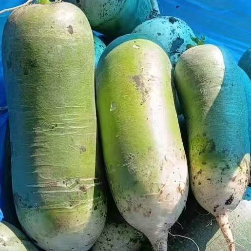 水果绿萝卜 商品图0