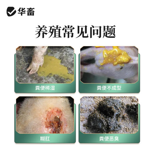 华畜痢头翁 清热解毒 化湿止痢 肠炎腹泻鸡鸭鹅通用 商品图1