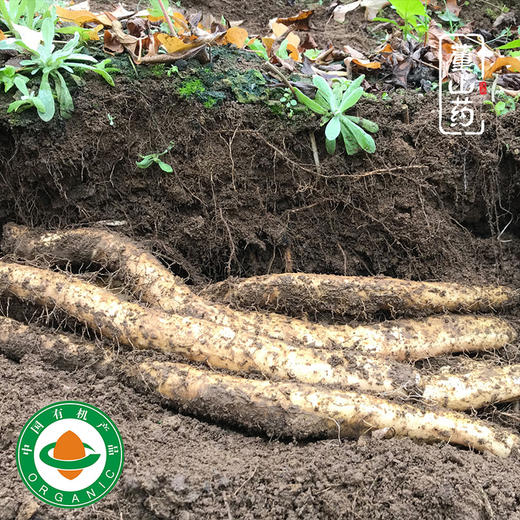 有机董山药 老品种生态有机种植当季新鲜蔬菜【顺丰快递】 商品图2