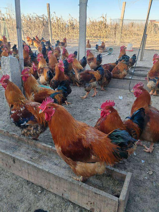 农家散养老母鸡开团了，散养2年以上
喝山泉水，山林间放养，肉质绝对鲜嫩！
炖出来的汤一口鲜掉眉毛！营养好，妥妥滴滋补的好物，活鸡现杀，去油去肺全净膛，保温箱➕冰袋发货！ 商品图1