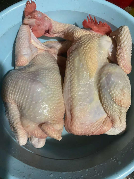 农家散养老母鸡开团了，散养2年以上
喝山泉水，山林间放养，肉质绝对鲜嫩！
炖出来的汤一口鲜掉眉毛！营养好，妥妥滴滋补的好物，活鸡现杀，去油去肺全净膛，保温箱➕冰袋发货！ 商品图2