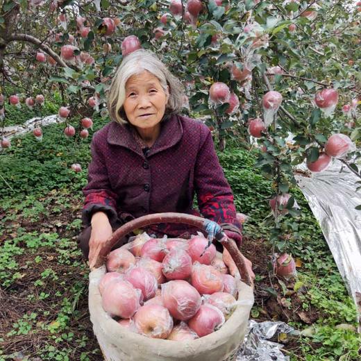 陕西膜袋红富士苹果脆甜爽口 商品图0