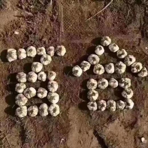 兰州鲜百合 传统农耕生食甘甜清炒煲汤粉糯当季新鲜蔬菜 商品图2