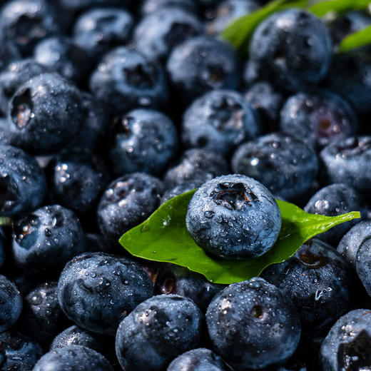 【云南花香蓝莓】顺丰/京东空运  L25正宗花香蓝莓 早期口感酸甜 颗粒饱满 125g/盒 4种规格任选 商品图4