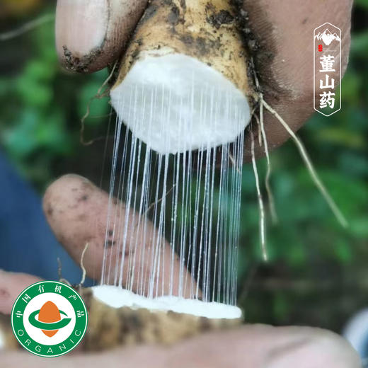 有机董山药 老品种生态有机种植当季新鲜蔬菜【顺丰快递】 商品图0
