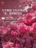 【梵草玫瑰水分乳】滋润保湿 沁润肌肤，令肌肤细腻有光泽 商品缩略图1
