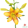 VDB百合-金麻子 5枝一扎 商品缩略图1