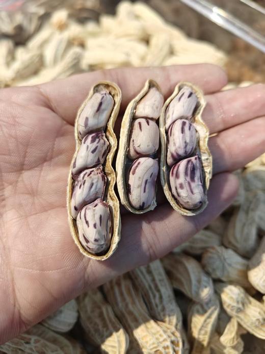 云南七彩熟花生  颗粒饱满大粒 香酥脆~壳薄易剥 商品图3