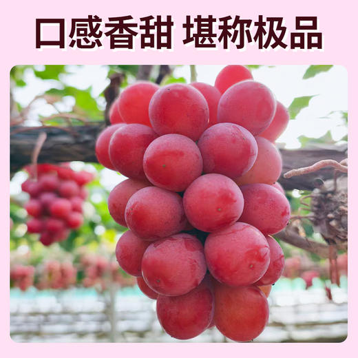 【顺丰快递】辽营黄金产地妮娜皇后葡萄 粒大脆甜  甜度18+ 新鲜水果提子红提 - ABYQ 商品图3