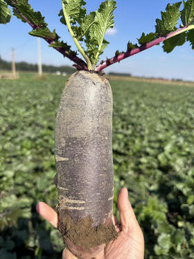 冰淇淋水果萝卜，种正，脆甜，4斤/袋