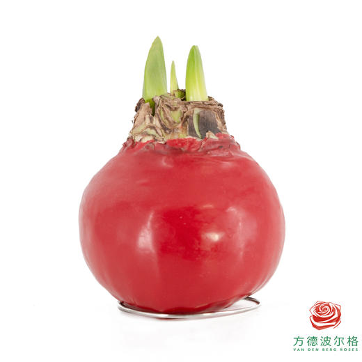 不用浇水的石蜡朱顶红种球！ 红花-红蜡 商品图1