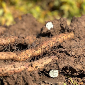 温县铁棍山药 垆土地发酵八不用种植当季新鲜蔬菜5斤装【顺丰快递】